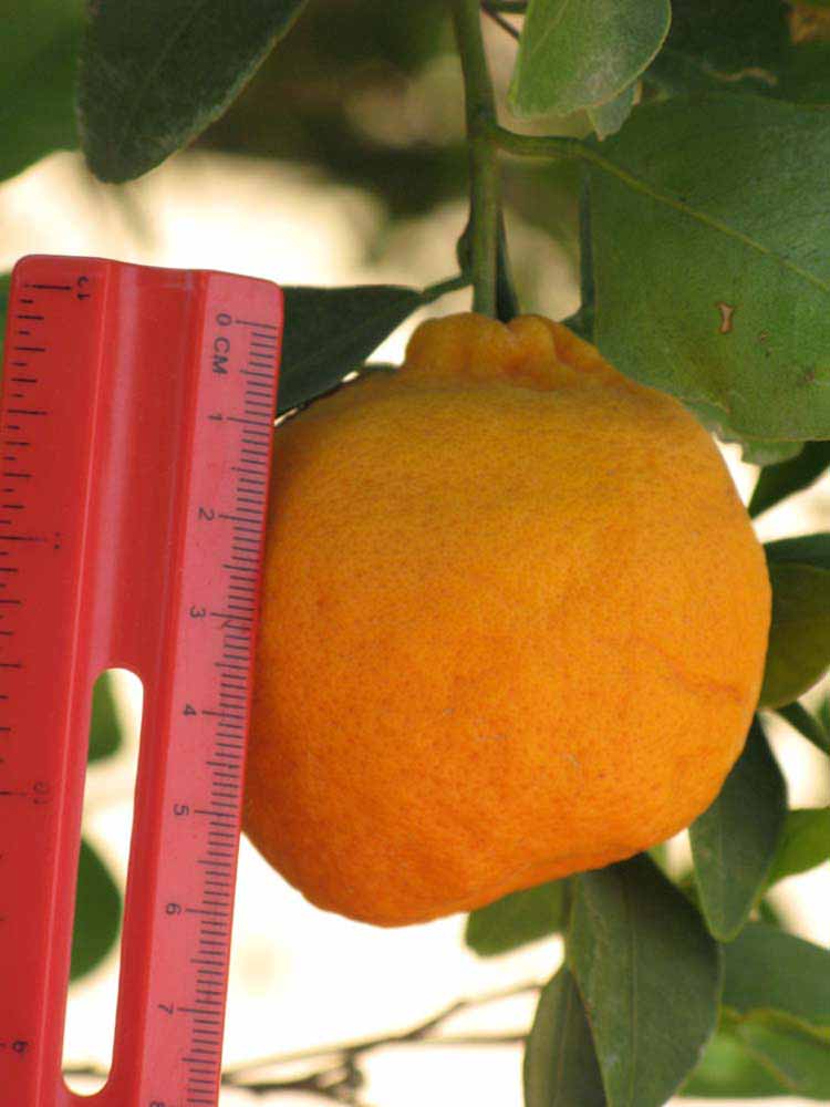                Fruit (Dancy Weshart, Riverside,   CA)       